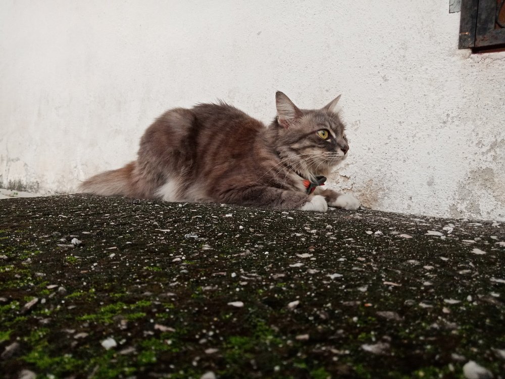 This cat is so pretty.