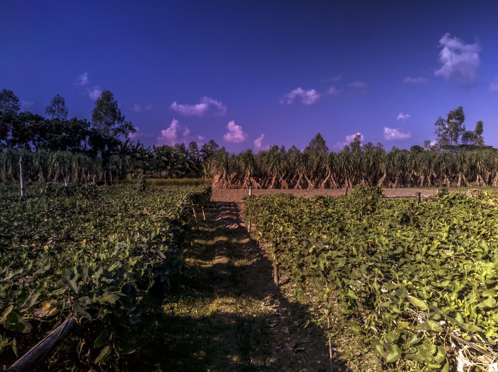 Photograph by Md Abu Sayeed Mondal