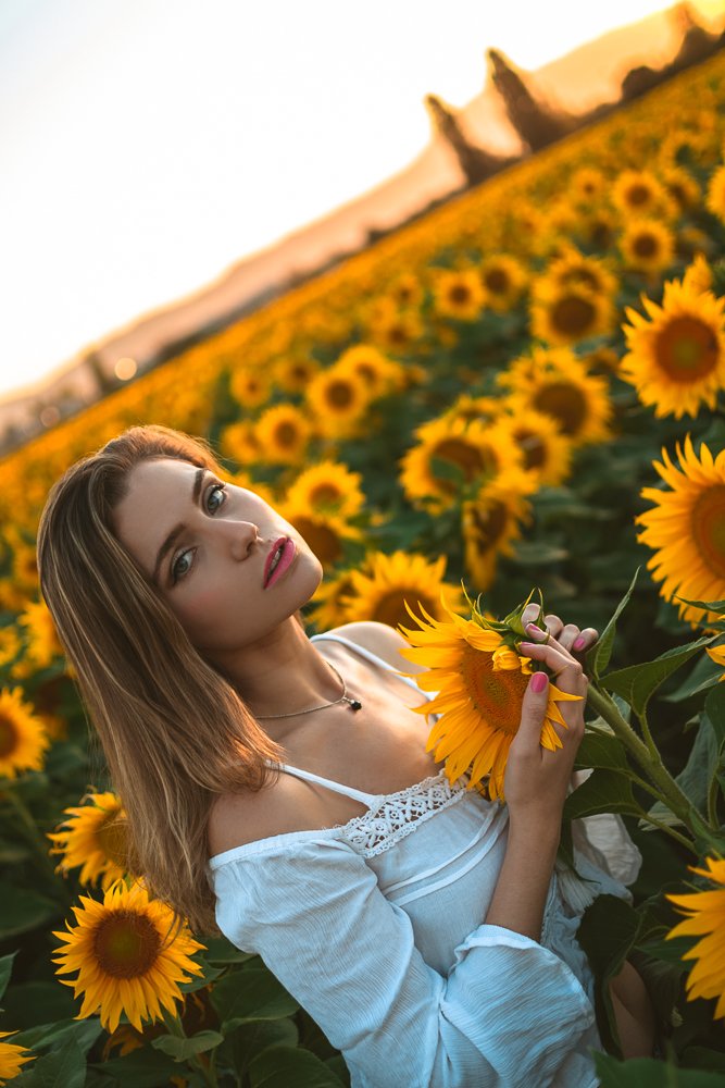 Girasoles de Talagante