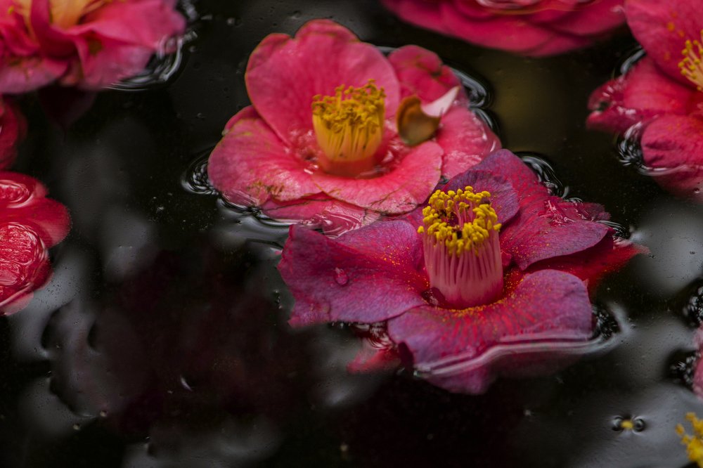 Photograph by Вячеслав Булатов