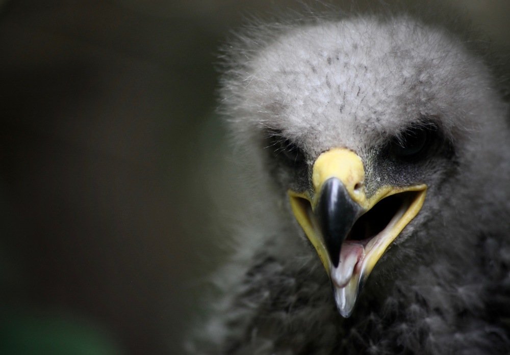 Photograph by Наталья Саксонова