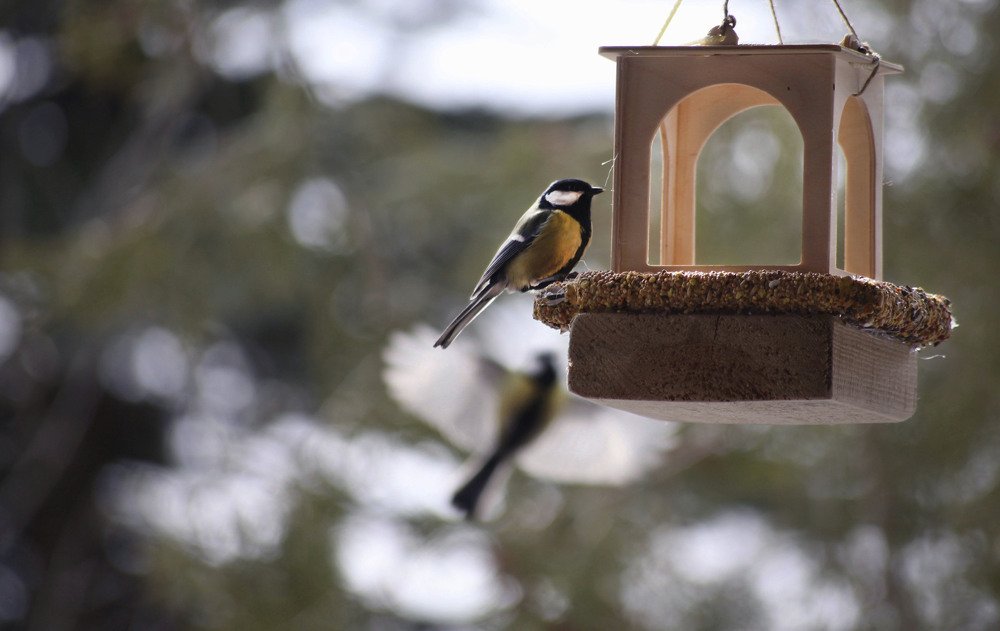 Photograph by Наталья Саксонова
