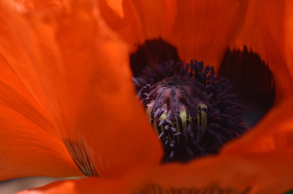 Photograph by Ольга Сизонюк