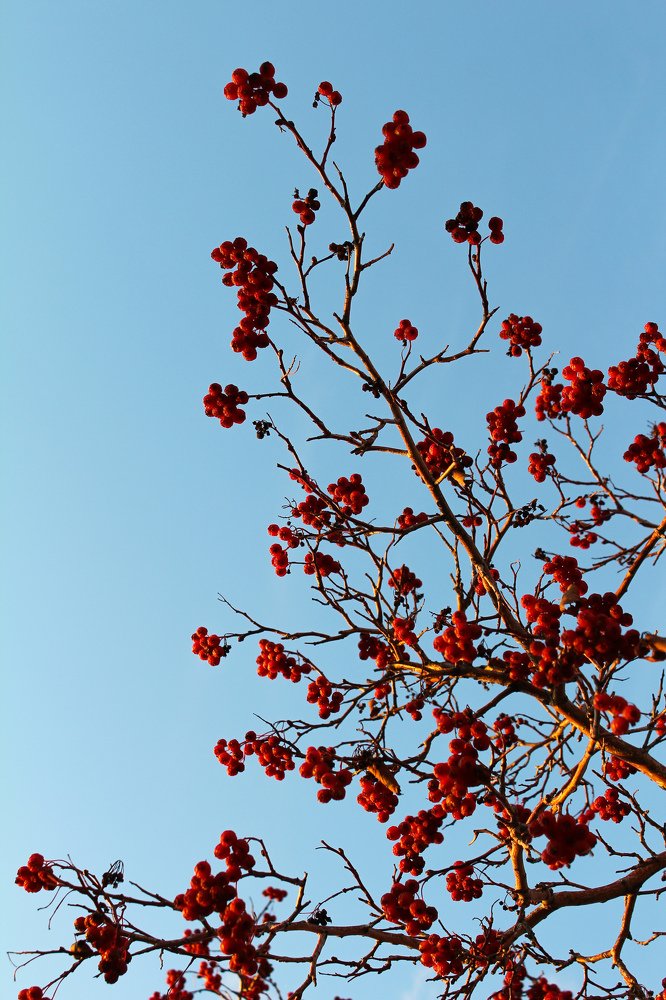 Взгляд в зимнее небо