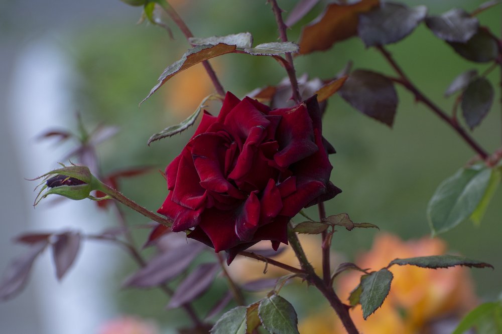 Photograph by Tatiana Zuikova