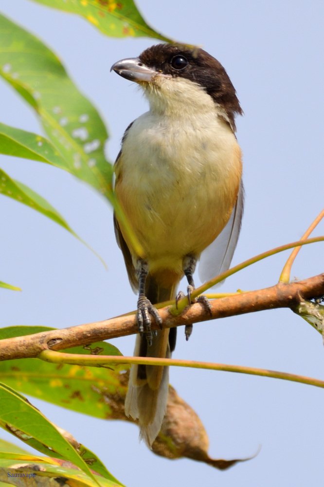 Photograph by Saurav Adhikari