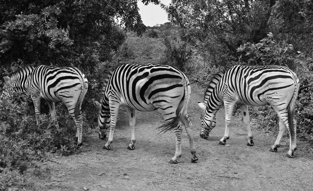 Photograph by Chris Venter