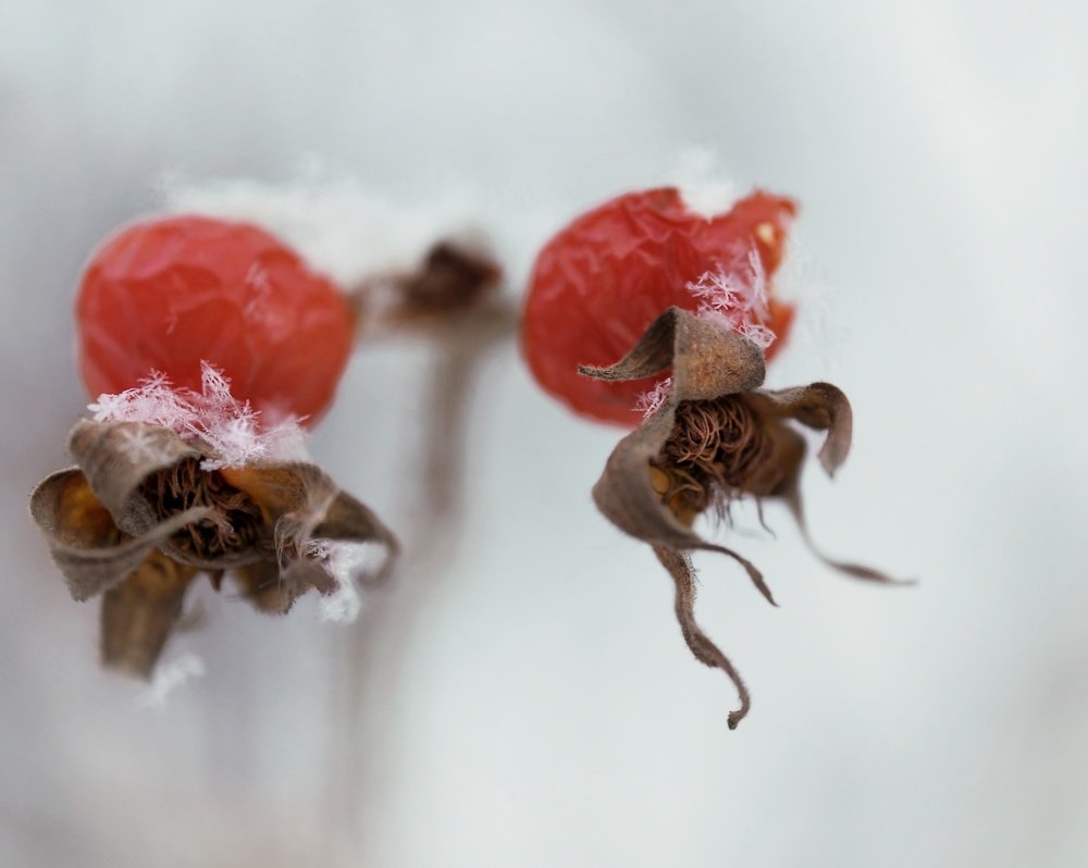 Красное на белом