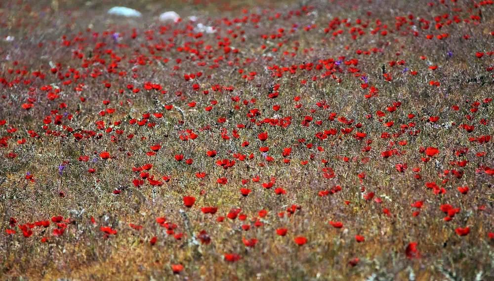 Photograph by shabnammoghadam