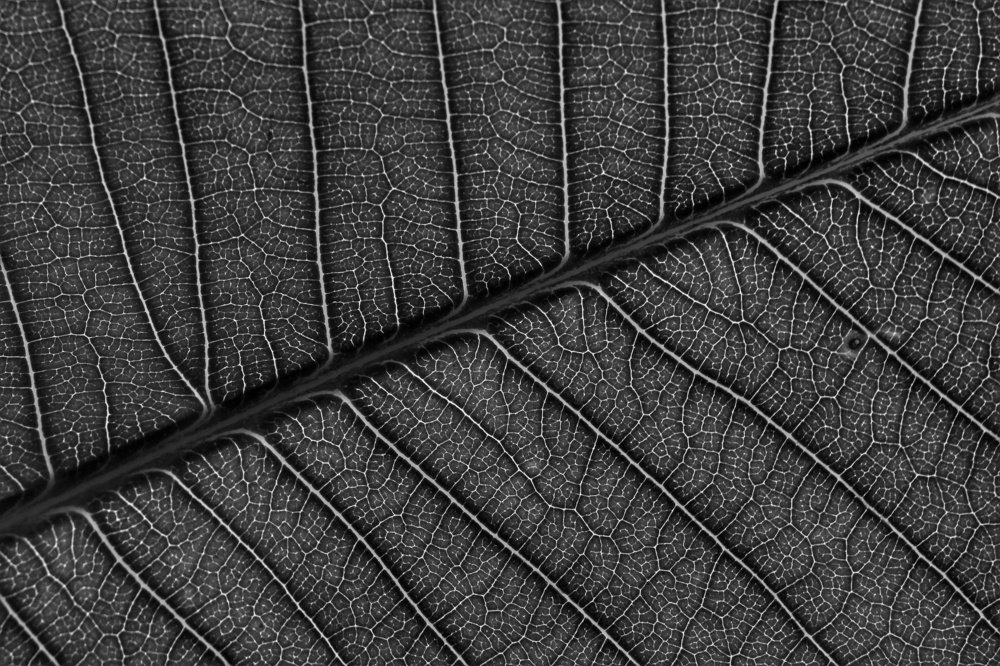 Photograph by Aurangzeb Ali