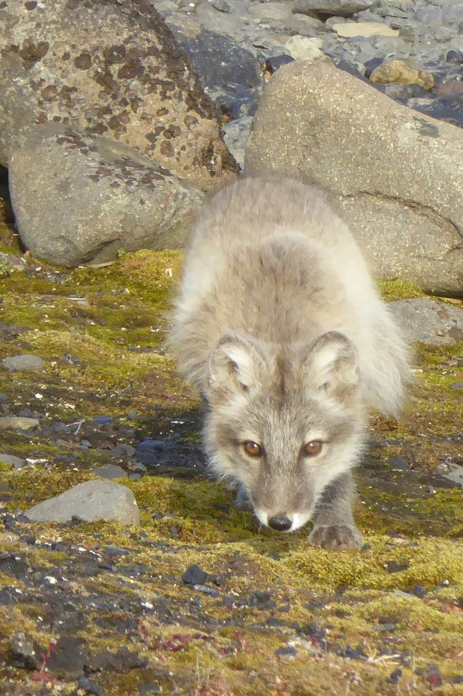 Фотография автора Владимир Комов