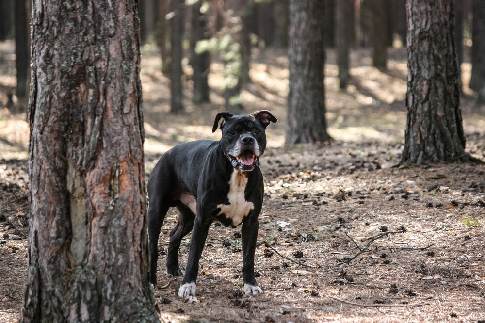 Фотография автора Вадим Топычканов