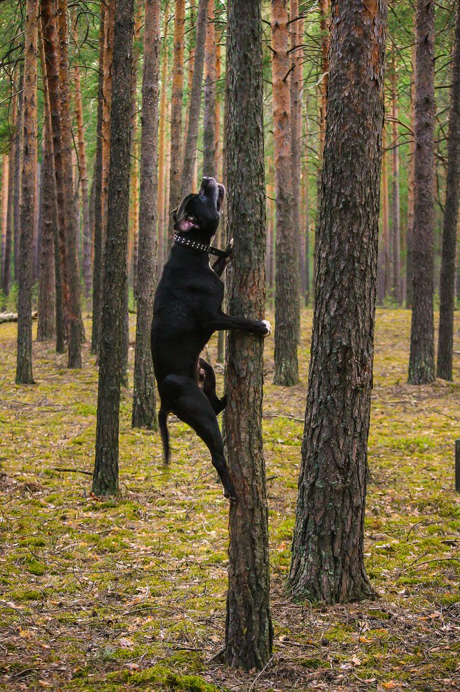 Фотография автора Вадим Топычканов