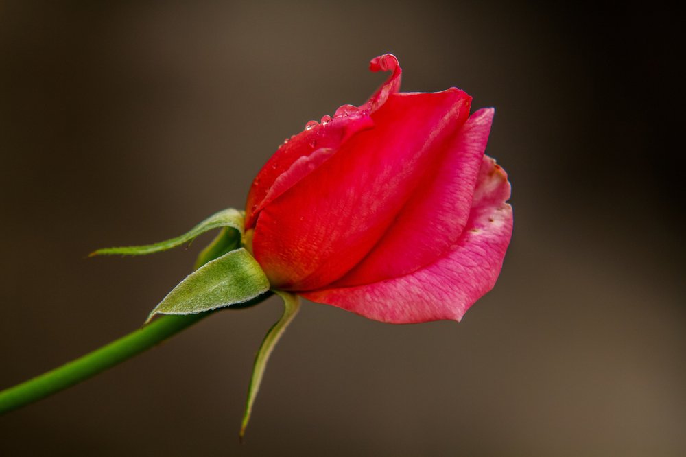 Photograph by Василий Андрусенко