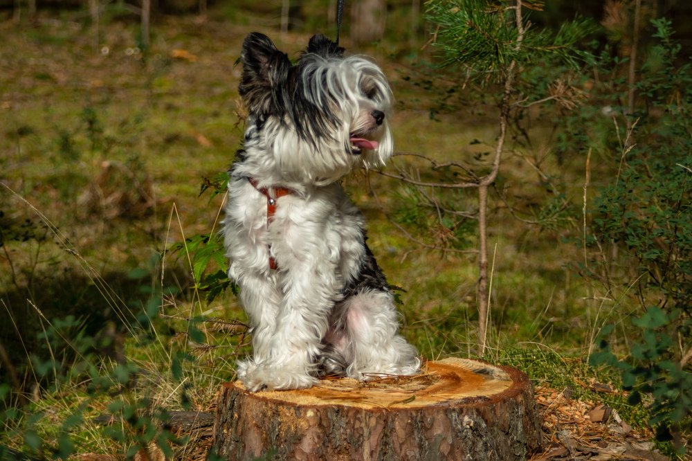 Фотография автора Вадим Топычканов