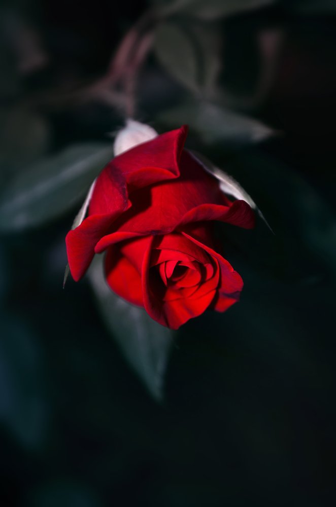 Photograph by Наталья Золотарева