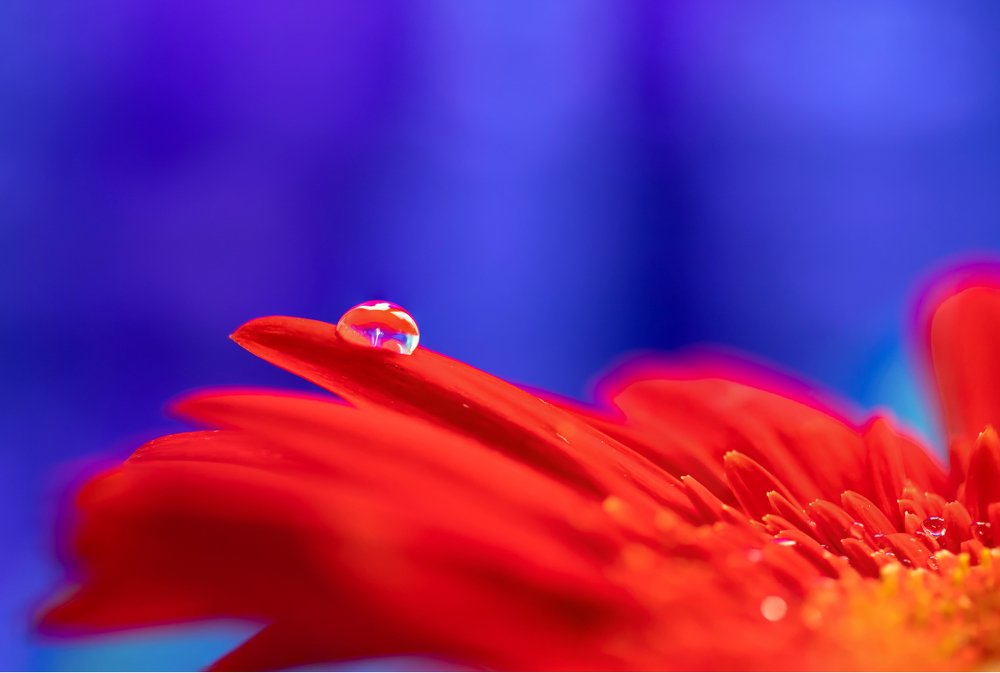 Red drop