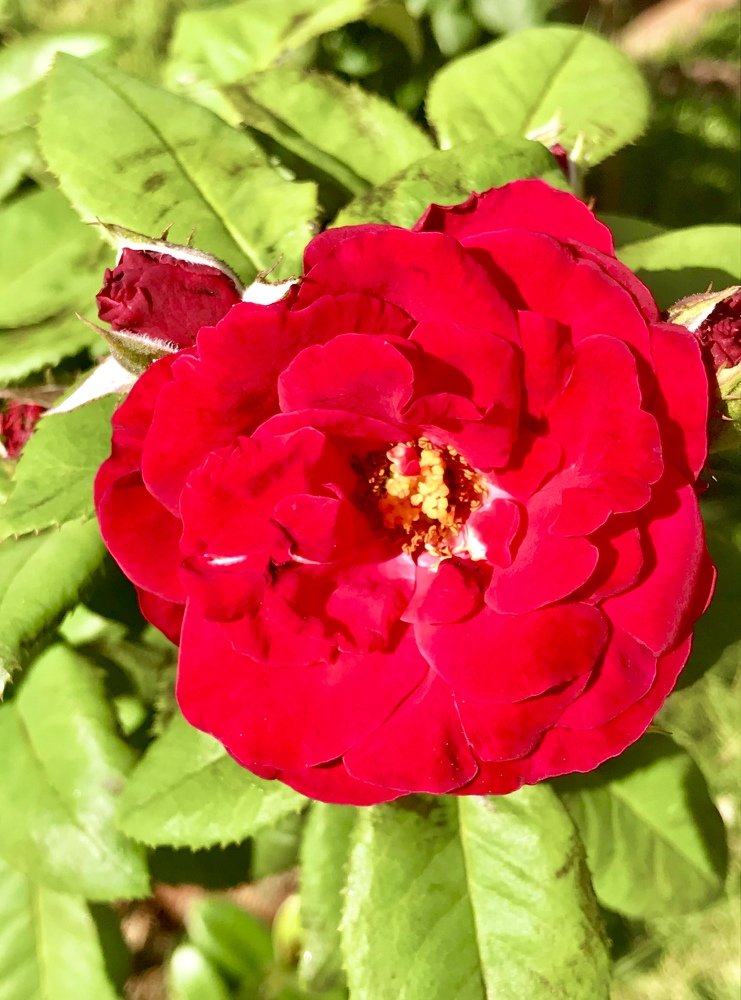 Red rose with green leaves