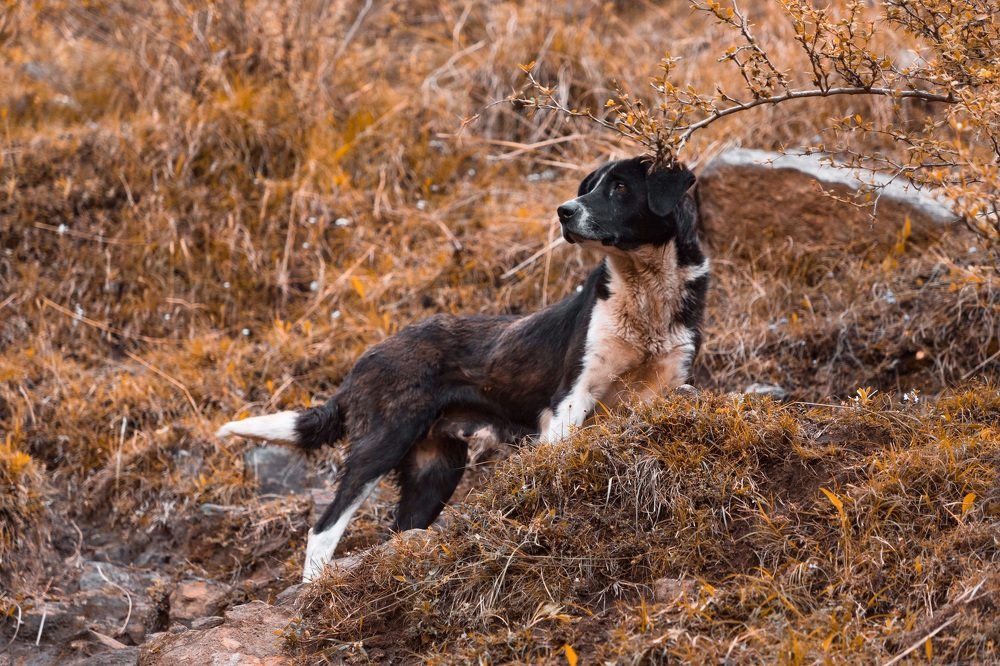 Photograph by Shourya Dadhich