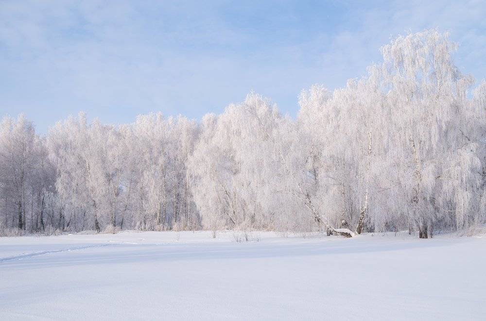Зимний пейзаж, иней на берёзах