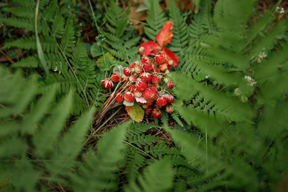 Photograph by Полина Сергеевна