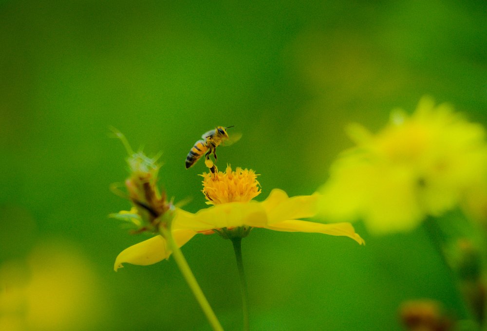 Bee in rainy weather