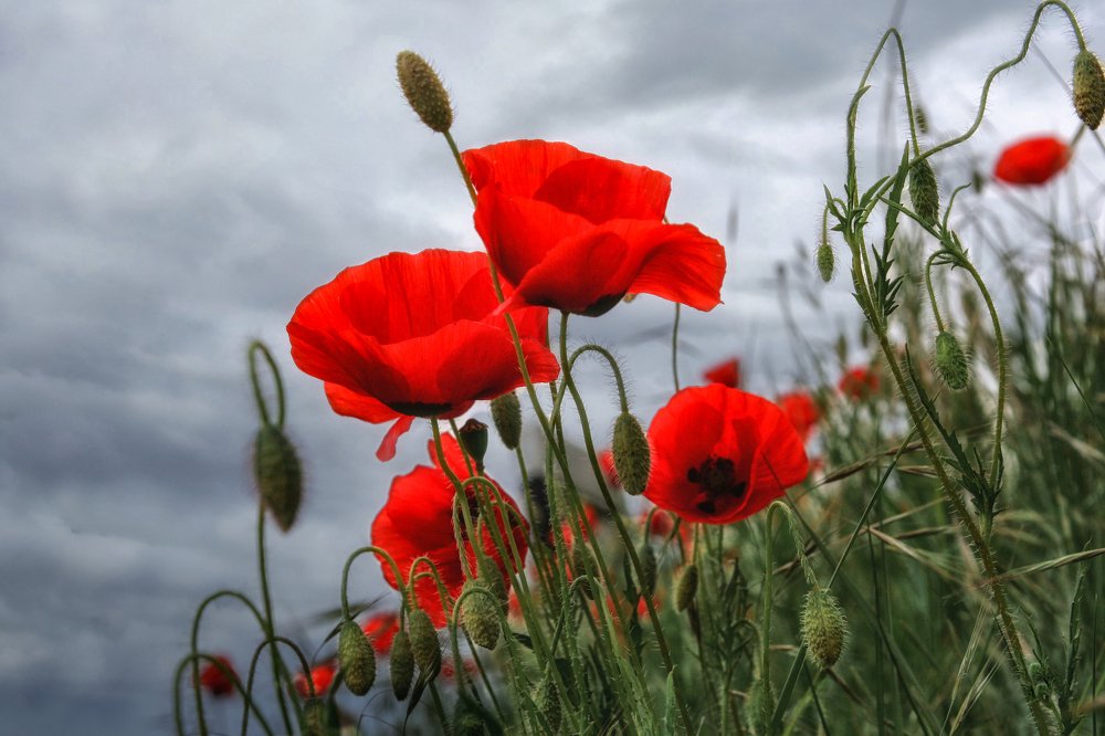 Photograph by Алексей Горшенин