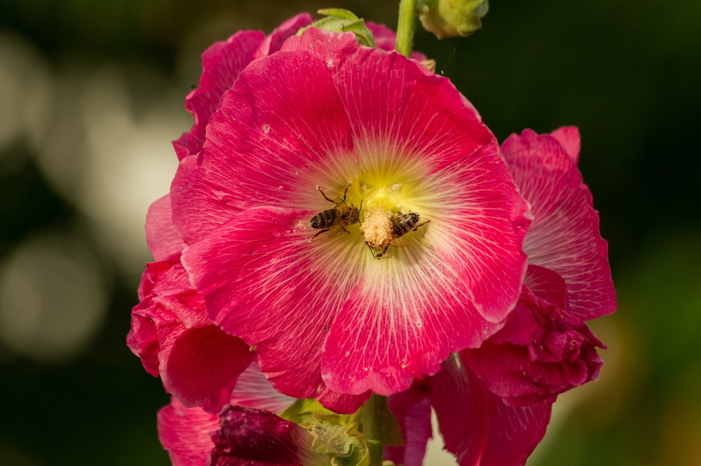 Купание в пыльце.