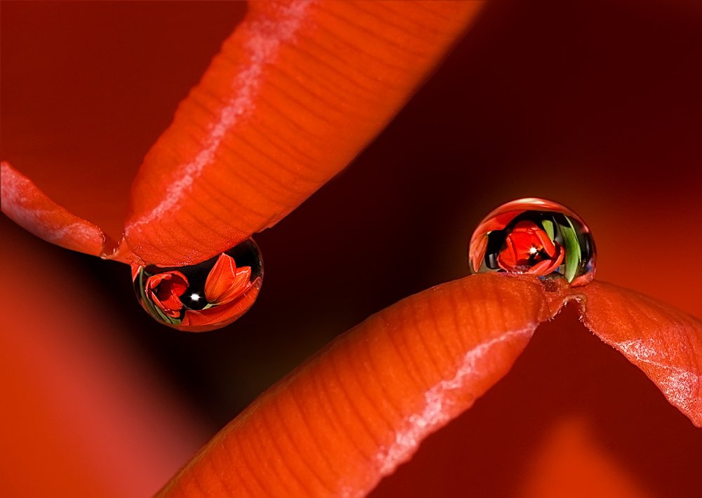 Аленький цветочек