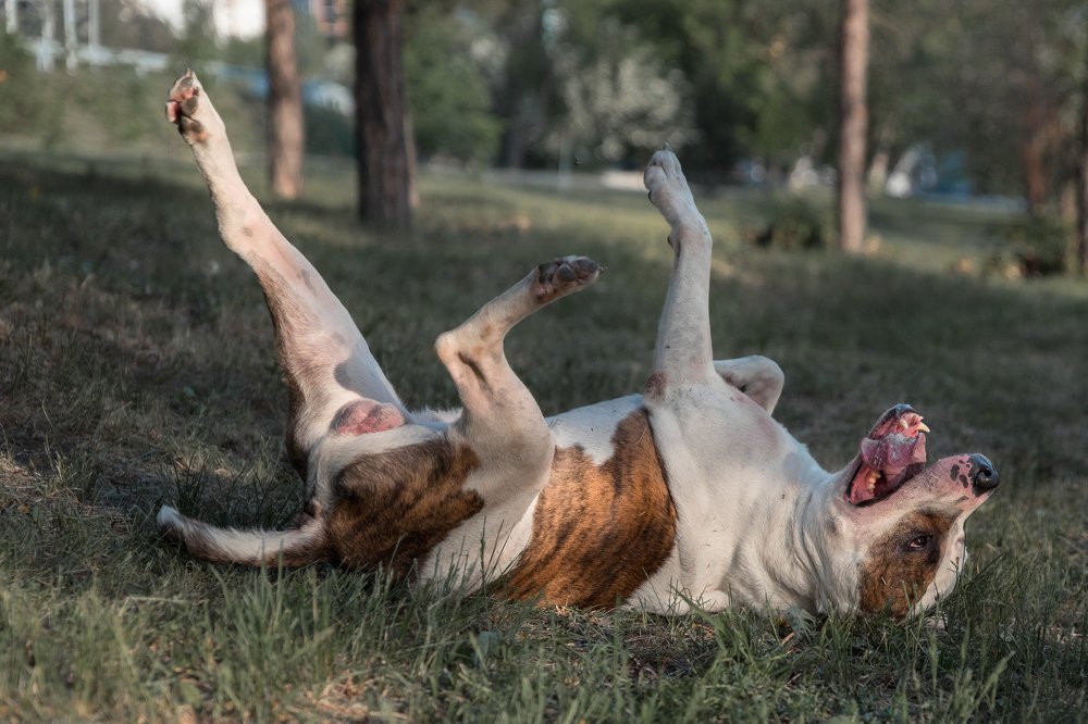 Фотография автора Владимир Воронов