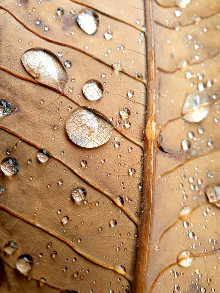 Photograph by Schewzow Lana