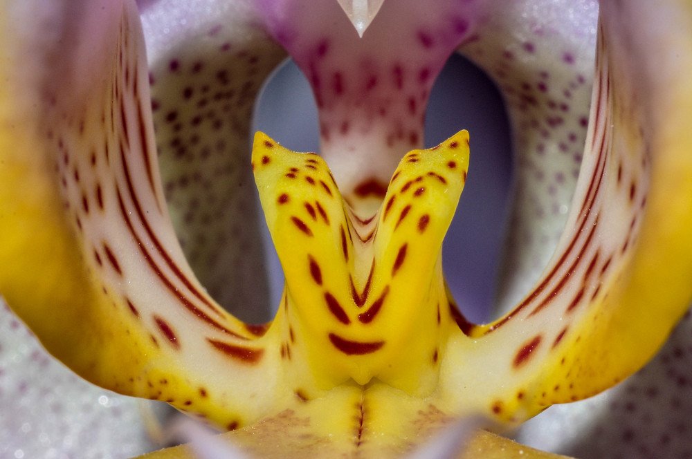 Внутренний мир орхидеи