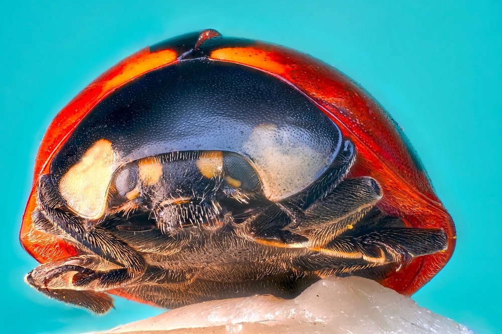 Божья коровка