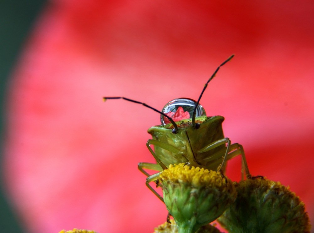 Марсианин/Martian