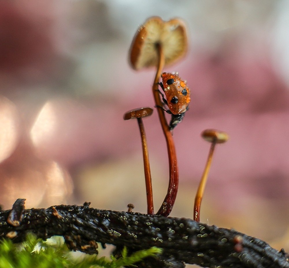 Photograph by Ольга Шайдулина