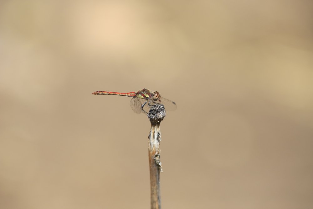 Photograph by GUNSEL SECKİNER
