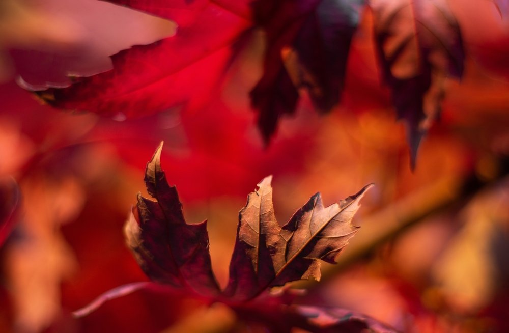 Photograph by Narcis Aurel Mursă