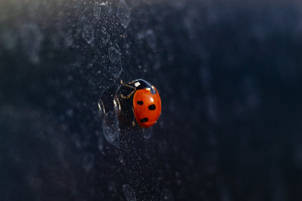 Приятный гость