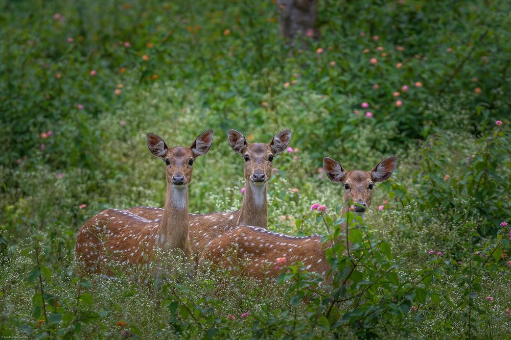 Photograph by Sasidhar Ravinuthala