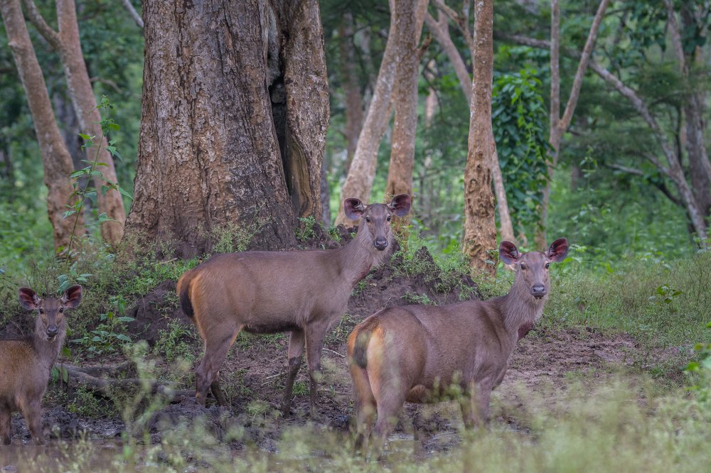 Photograph by Sasidhar Ravinuthala