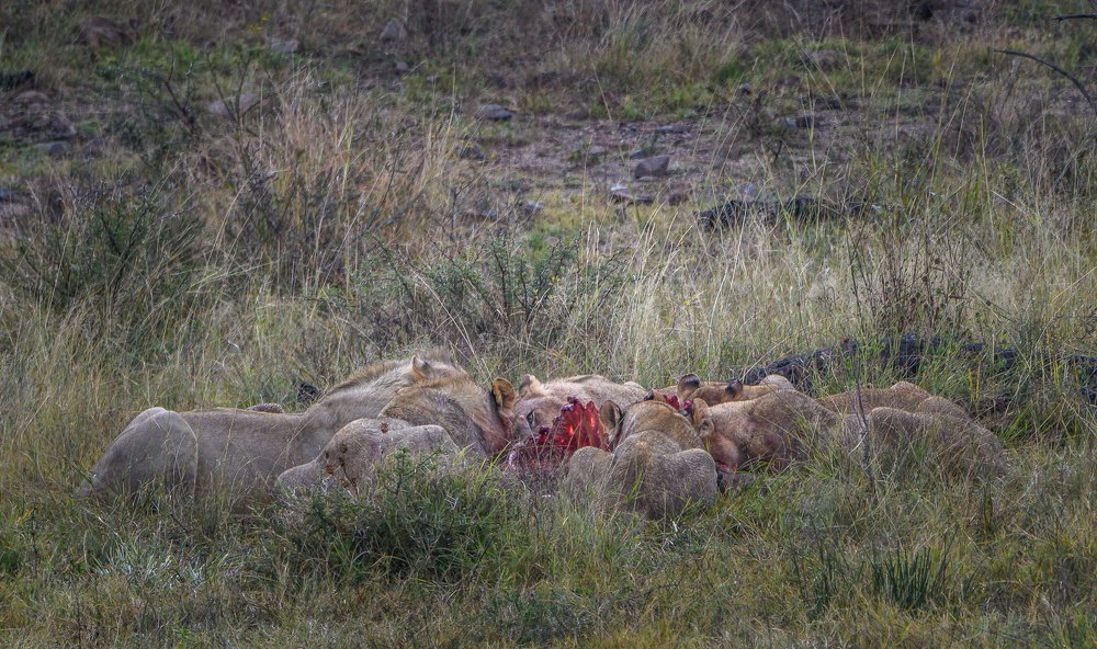 Photograph by Sasidhar Ravinuthala