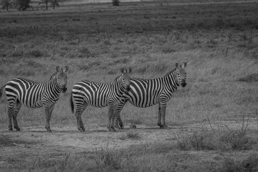 Photograph by Sasidhar Ravinuthala