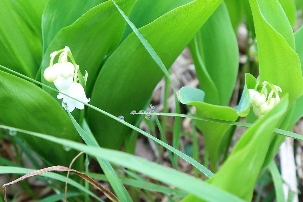 Первые ландыши
