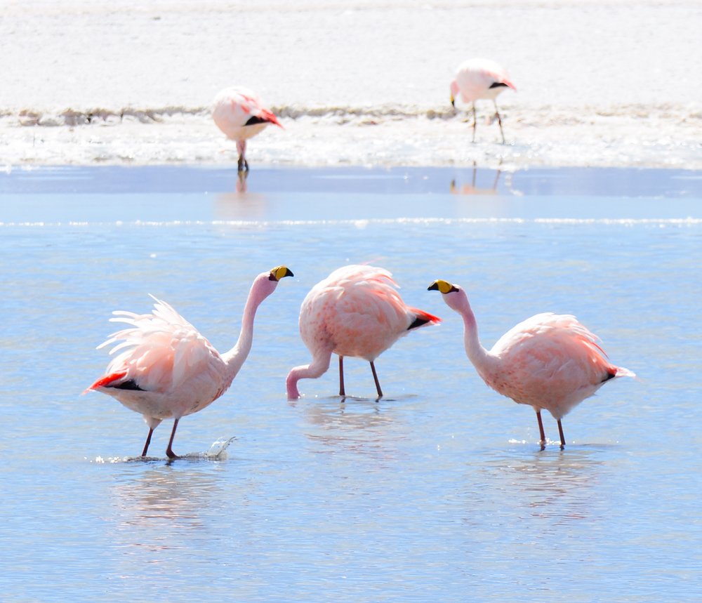 танец страсти