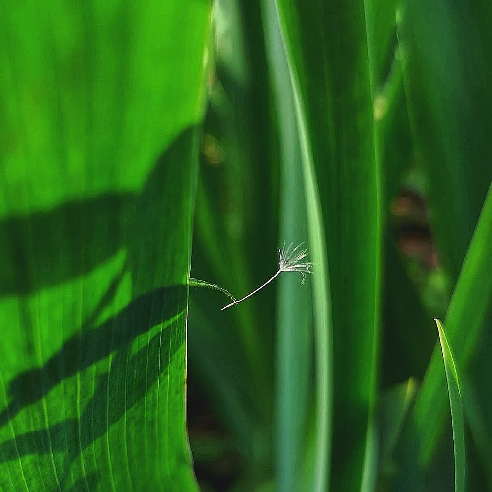 Photograph by Индира