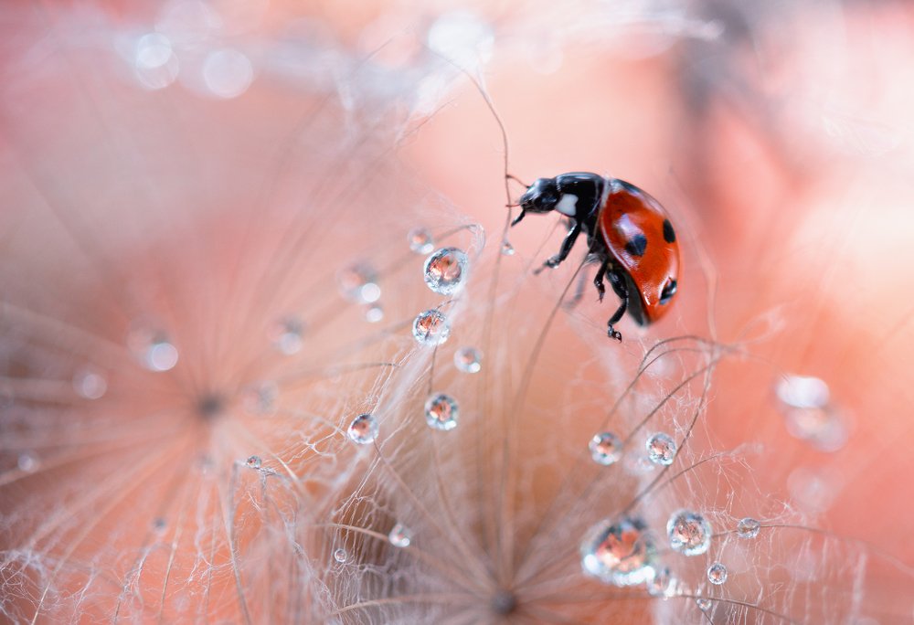 Photograph by Людмила Гудина