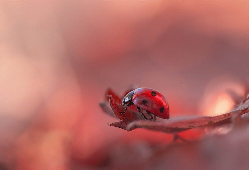 Photograph by Людмила Гудина