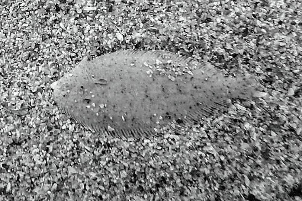 Фотография автора Kumar Pallav