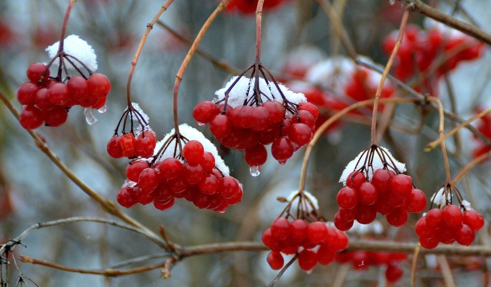 Калина красная