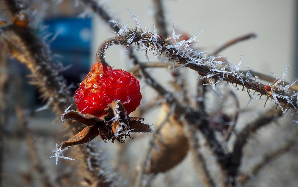Фотография автора Olena Vorotyntseva